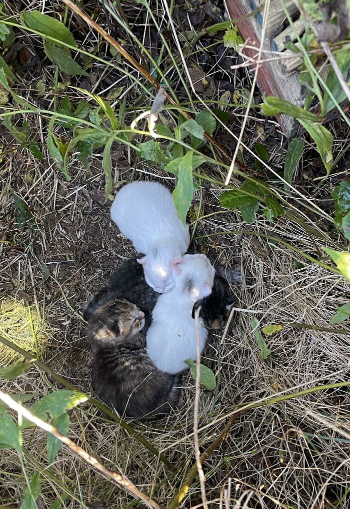 Acabamos de encontrar unos gatitos en unos arbustos cerca de casa