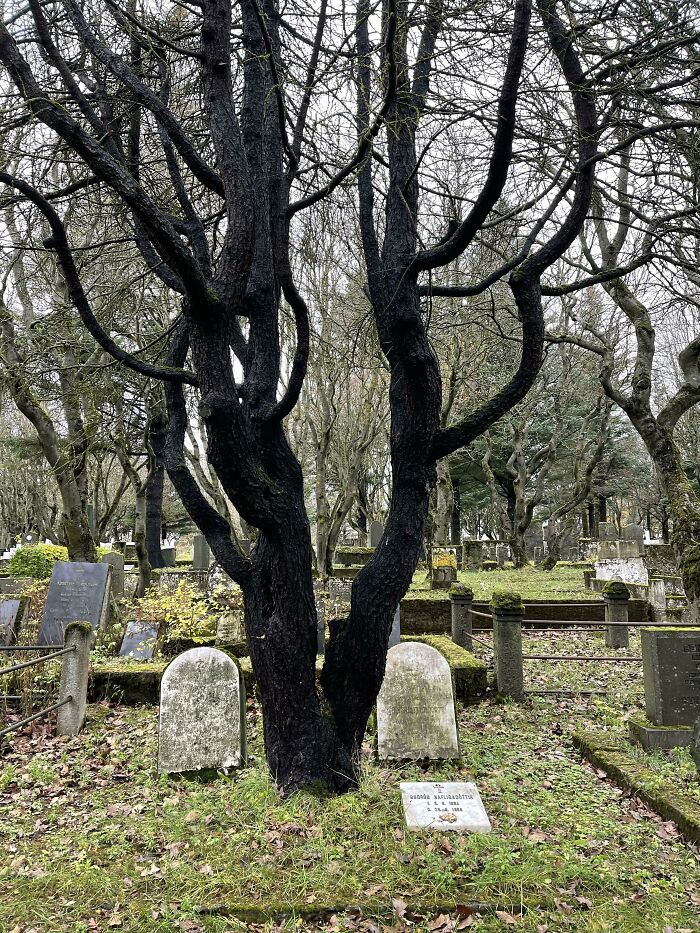 Se dice que en el cementerio Hólavallagarður (Islandia) se lleva a cabo una antigua tradición nórdica en la que se plantan árboles sobre las tumbas para que las personas puedan tocarlos y así conectarse con los difuntos