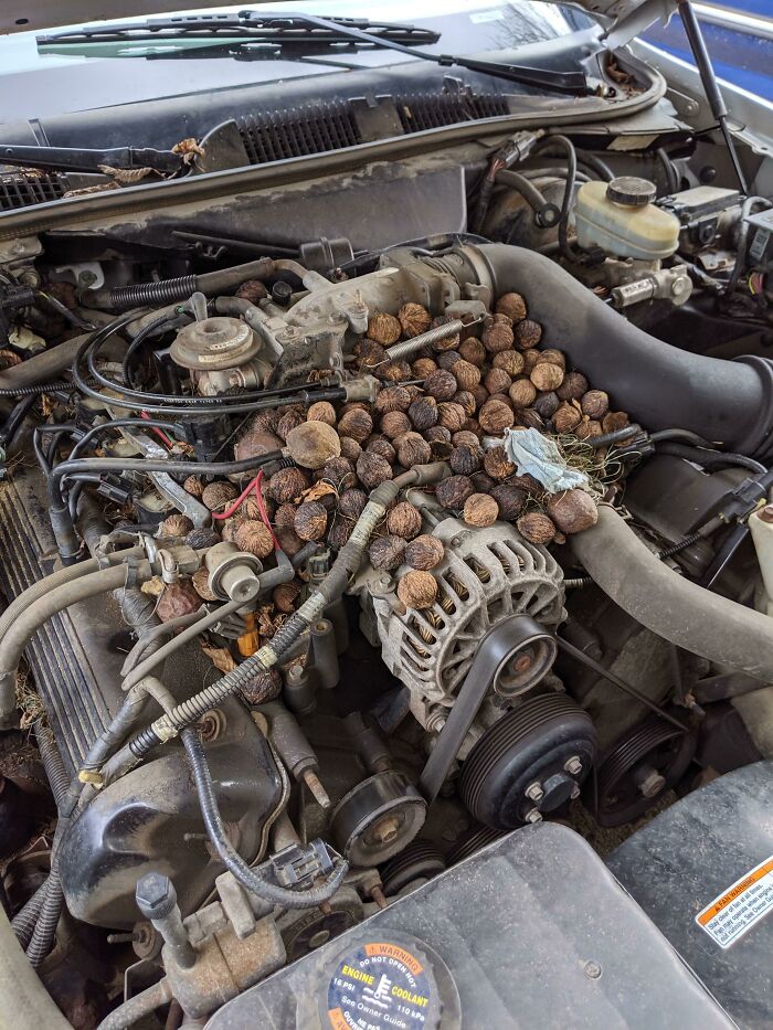 Encontré una pila de nueces en el motor