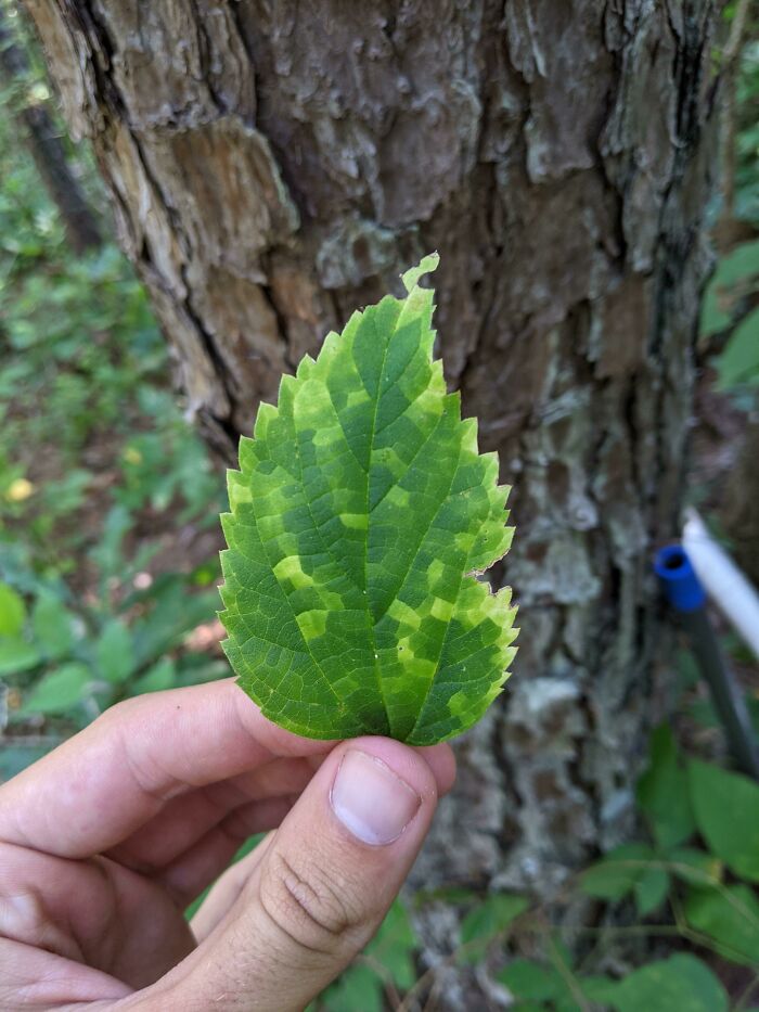 Esta hoja pixelada que encontré