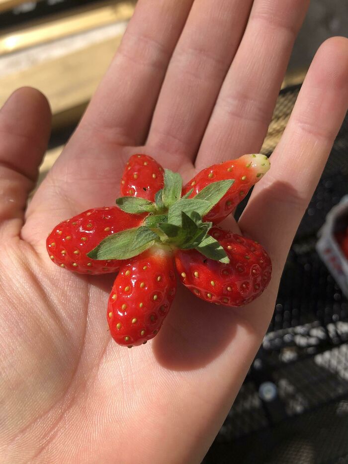 Esta frutilla que encontré tiene la forma perfecta de una flor