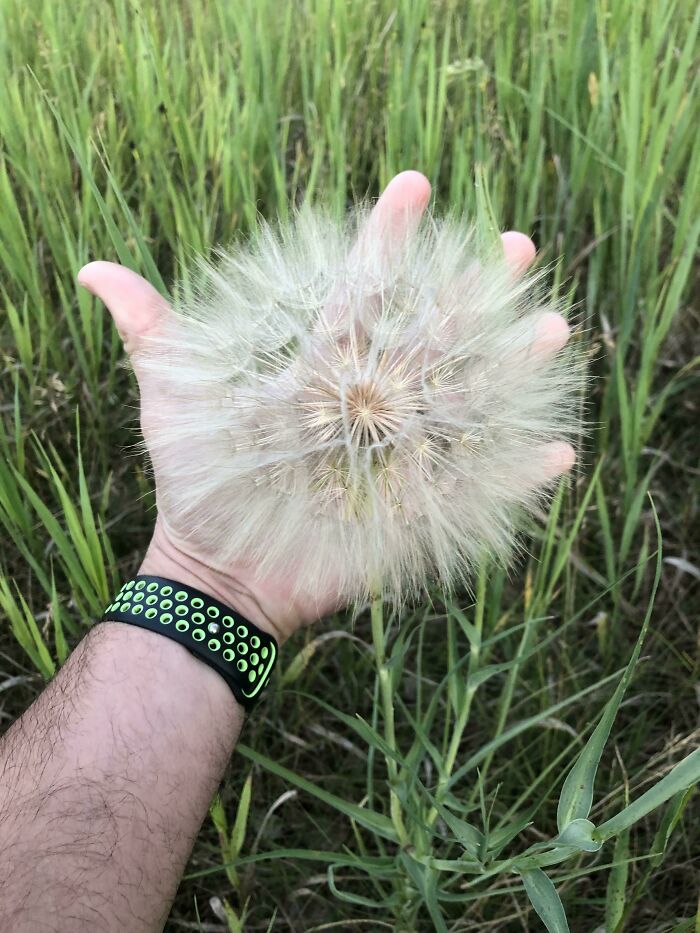 Este diente de león gigante que encontré en mi caminata hoy