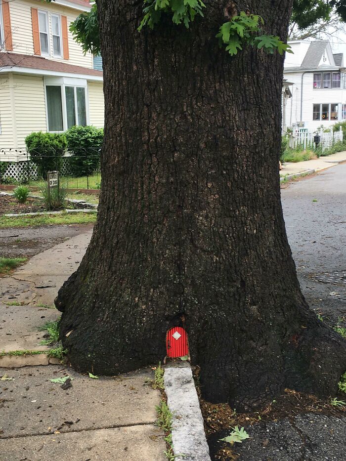 Esta pequeña puerta que encontré en el tronco de un árbol mientras caminaba por Lowell