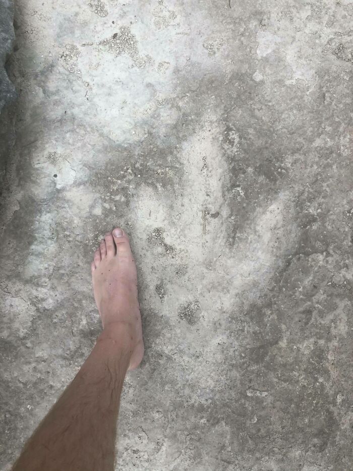 Encontré estas huellas de dinosaurio mientras cazaba moscas en Leander, Texas