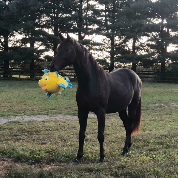 Enseñando su peluche nuevo, está muy orgulloso