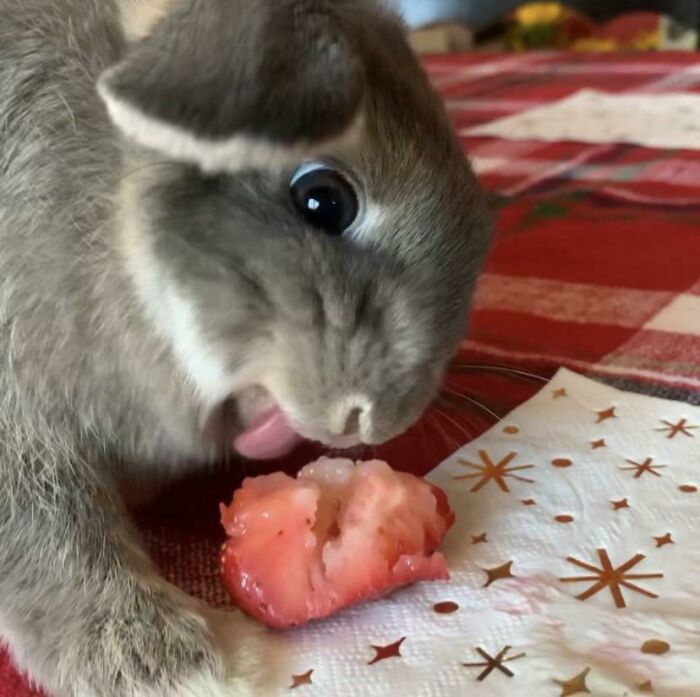 Cricket se vuelve loco con las fresas
