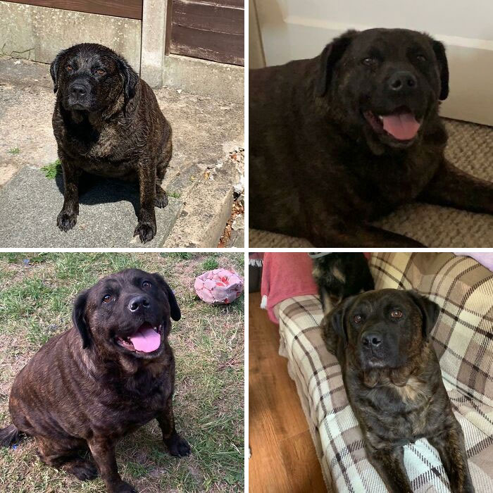Una actualización triste y una historia con moraleja. Puede que algunos recuerden a Molly, quien vino a vivir conmigo por un tiempo para perder peso. Hoy, tristemente, a la edad de 6 años, Molly cruzó el puente arcoíris. Por favor, no alimenten de más a sus mascotas: eso los mata