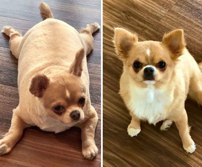 Adopté a Darling Belle hace unos dos meses (a la izquierda) e, inmediatamente, la puse a dieta. ¡Muéstrenle algo de cariño mientras ella continua en su camino para dejar de ser gordita!