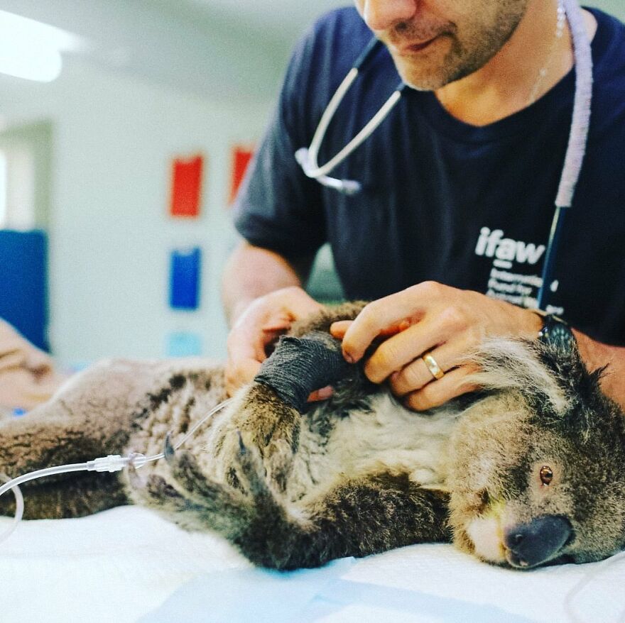 Un perro recibe un premio de honor por salvar a más de 100 koalas durante los incendios forestales