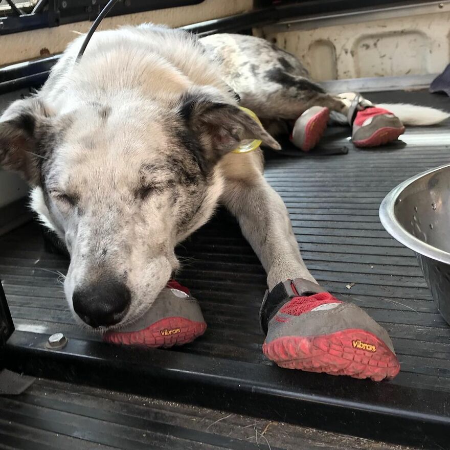 Un perro recibe un premio de honor por salvar a más de 100 koalas durante los incendios forestales