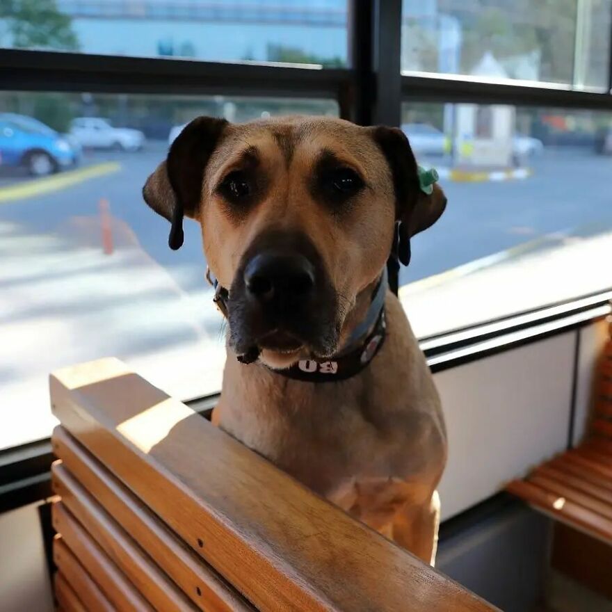 Se vio a este perro usando el transporte público en Estambul, así que las autoridades le pusieron un rastreador: Resulta que viaja más de 30 kilómetros al día