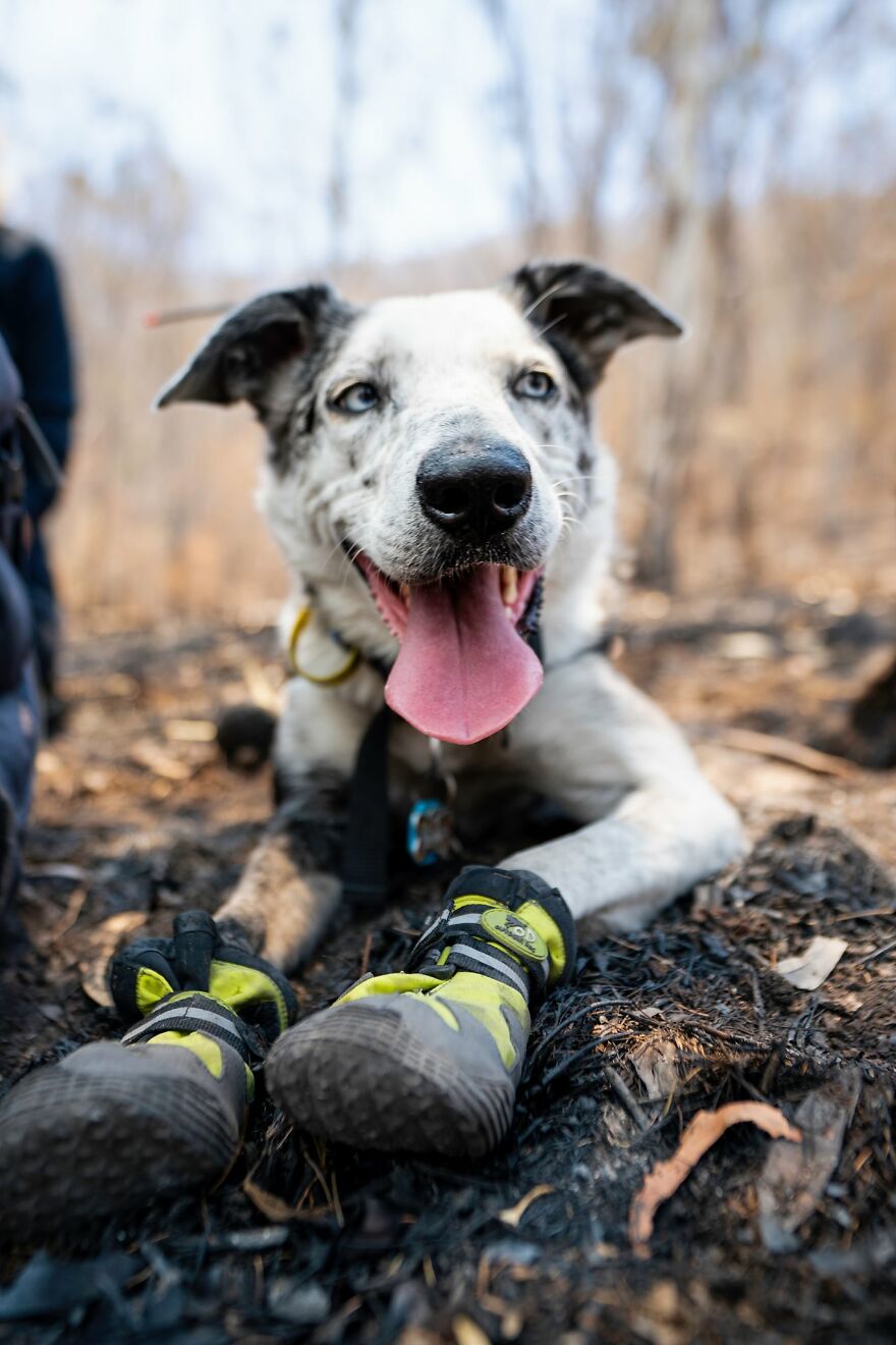 Un perro recibe un premio de honor por salvar a más de 100 koalas durante los incendios forestales