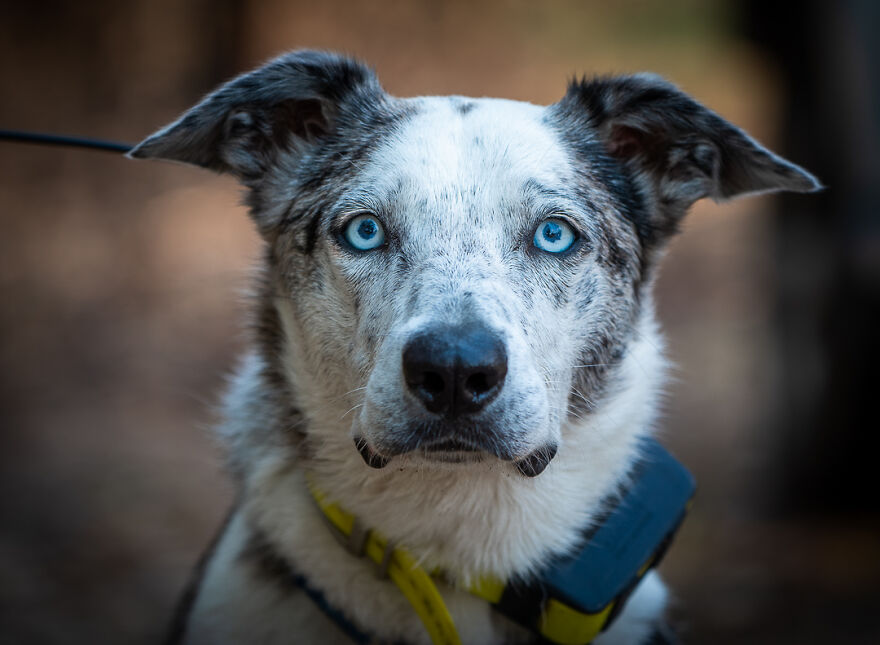 Un perro recibe un premio de honor por salvar a más de 100 koalas durante los incendios forestales