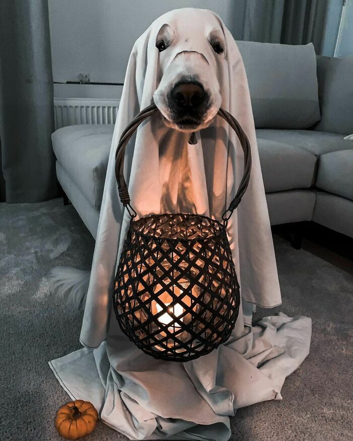 Feliz Halloween amigos