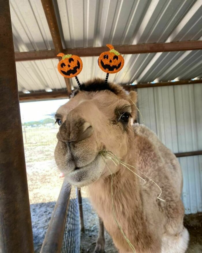 Alguien está listo para la ronda de Halloween
