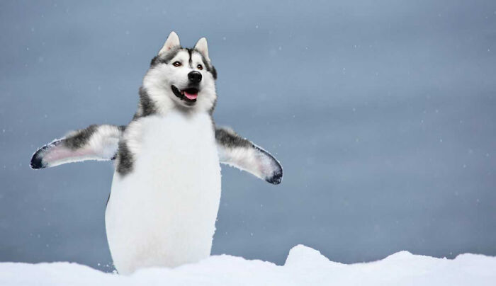 Designers Combined Animals Together And Some Of Them Are So Bad They’re Funny (30 Pic)