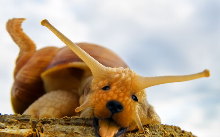 Designers Combined Animals Together And Some Of Them Are So Bad They’re Funny (30 Pic)