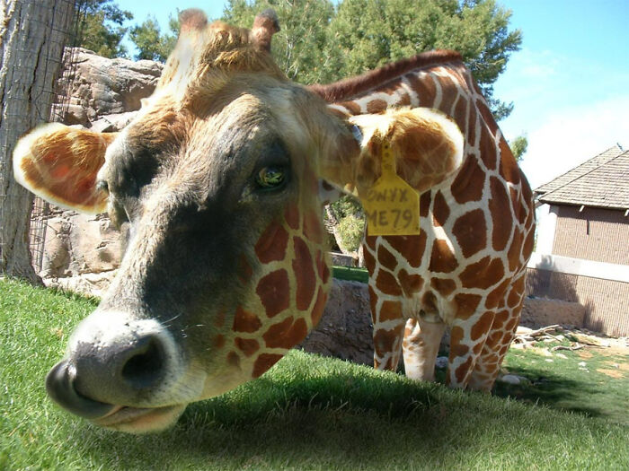 Designers Combined Animals Together And Some Of Them Are So Bad They’re Funny (30 Pic)