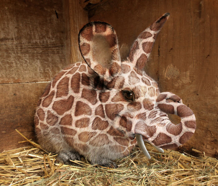 Designers Combined Animals Together And Some Of Them Are So Bad They’re Funny (30 Pic)