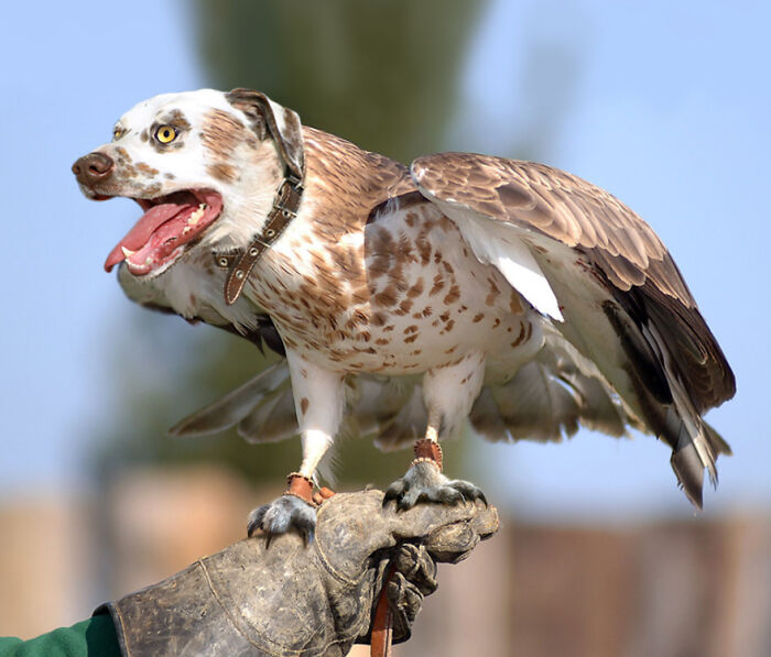 Designers Combined Animals Together And Some Of Them Are So Bad They’re Funny (30 Pic)