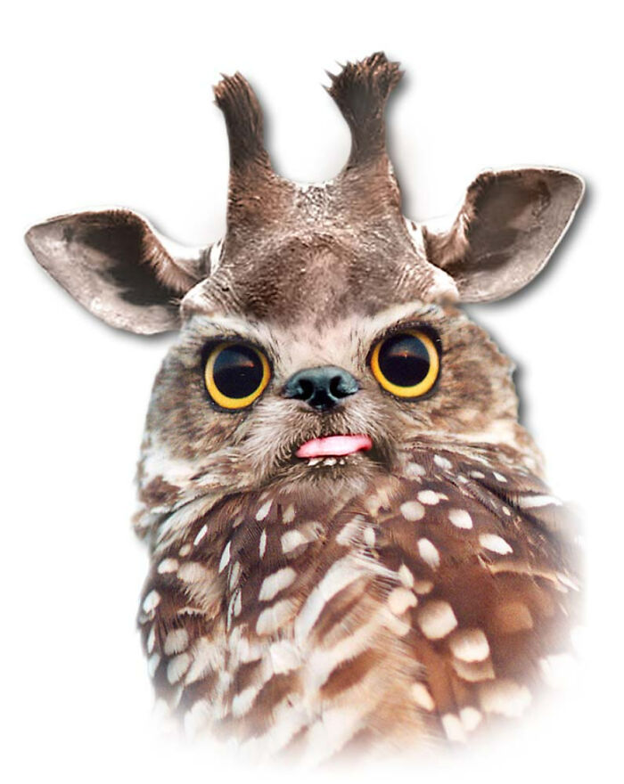 Designers Combined Animals Together And Some Of Them Are So Bad They’re Funny (30 Pic)