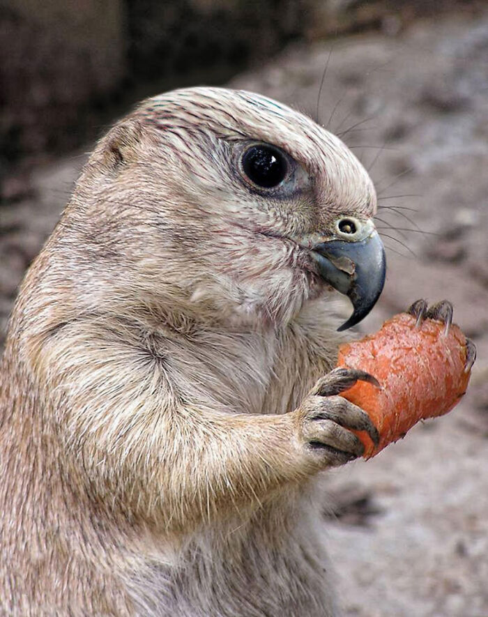 Designers Combined Animals Together And Some Of Them Are So Bad They’re Funny (30 Pic)