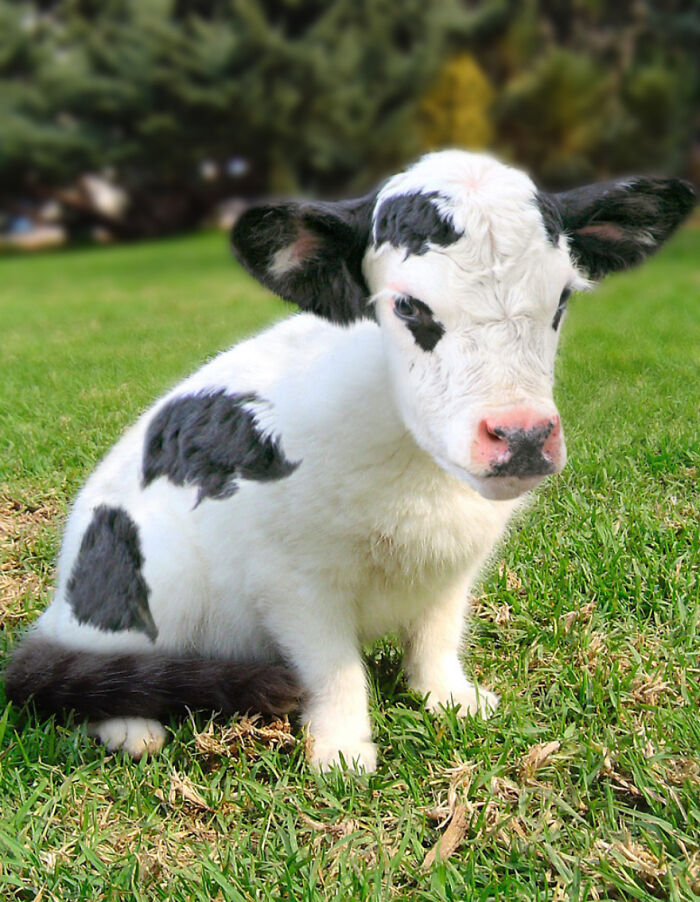 Designers Combined Animals Together And Some Of Them Are So Bad They’re Funny (30 Pic)