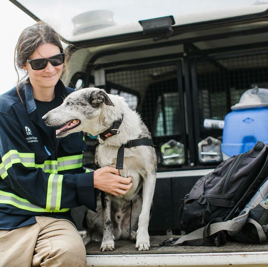 Un perro recibe un premio de honor por salvar a más de 100 koalas durante los incendios forestales