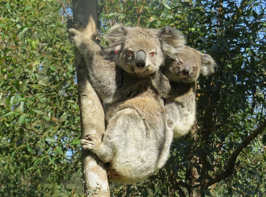Un perro recibe un premio de honor por salvar a más de 100 koalas durante los incendios forestales