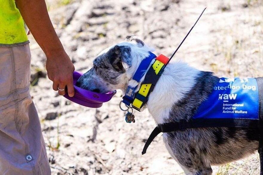 Un perro recibe un premio de honor por salvar a más de 100 koalas durante los incendios forestales
