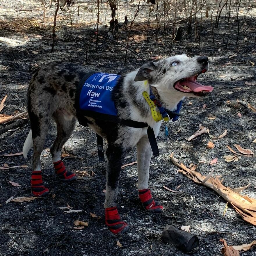 Un perro recibe un premio de honor por salvar a más de 100 koalas durante los incendios forestales