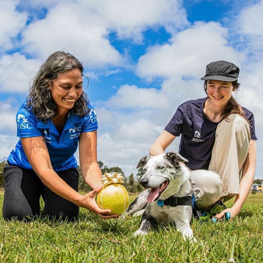 Un perro recibe un premio de honor por salvar a más de 100 koalas durante los incendios forestales