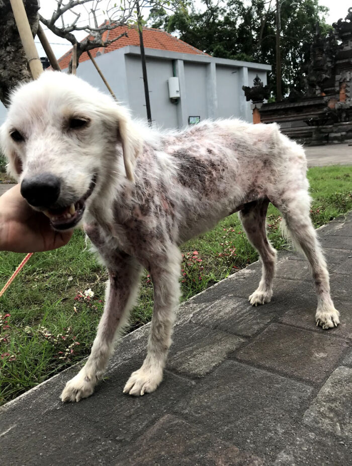 Salvamos a este perro de un dueño negligente y aparentemente es un Golden Retriever