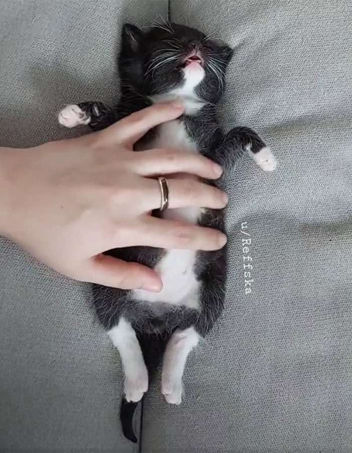 ¡Cuidando a mi pequeño peludito mientras duerme!