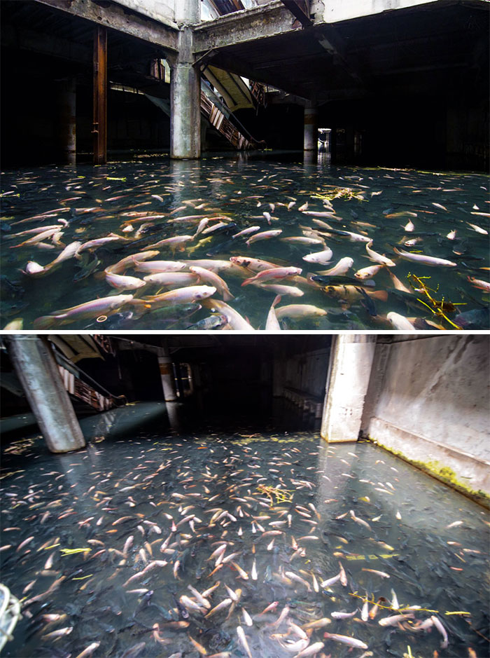 Los peces se adueñaron de un centro comercial abandonado
