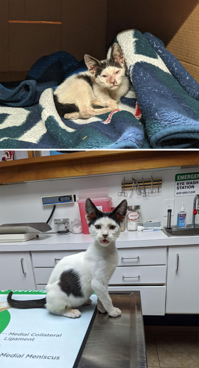  [2 semanas después] ¡Adivinen quién acaba de recibir el alta del veterinario!