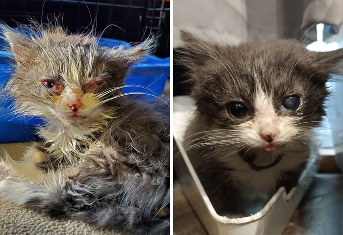 El rescate más reciente: Pookie el oso, un gatito de 5 semanas que decidí que se quedara conmigo