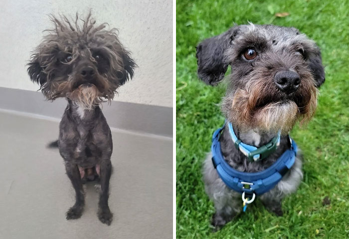 Gizmo después de un poco de amor