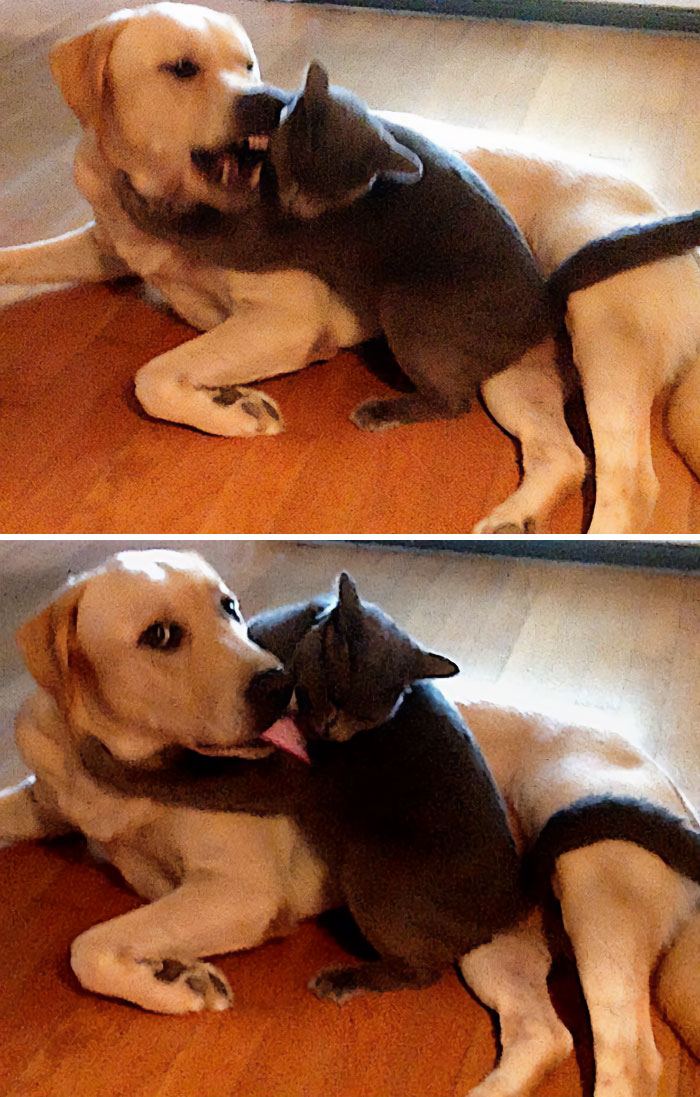 Antes y después de que mi perro se dé cuenta de que estoy en la habitación
