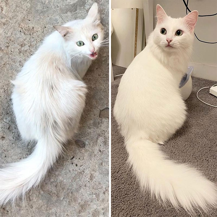 Rescaté al gato de la calle. Fotos antes y después. Un año de diferencia