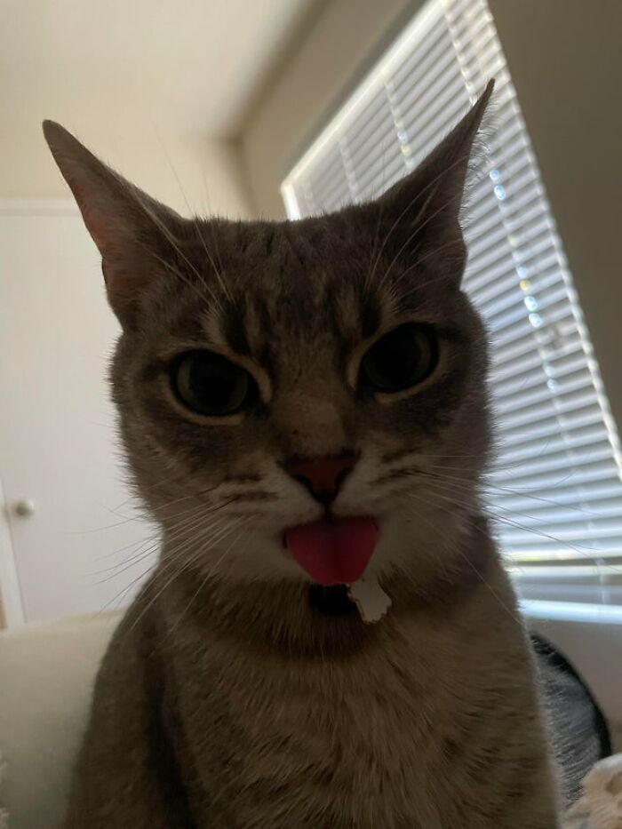 Me sacó la lengua después de morderme