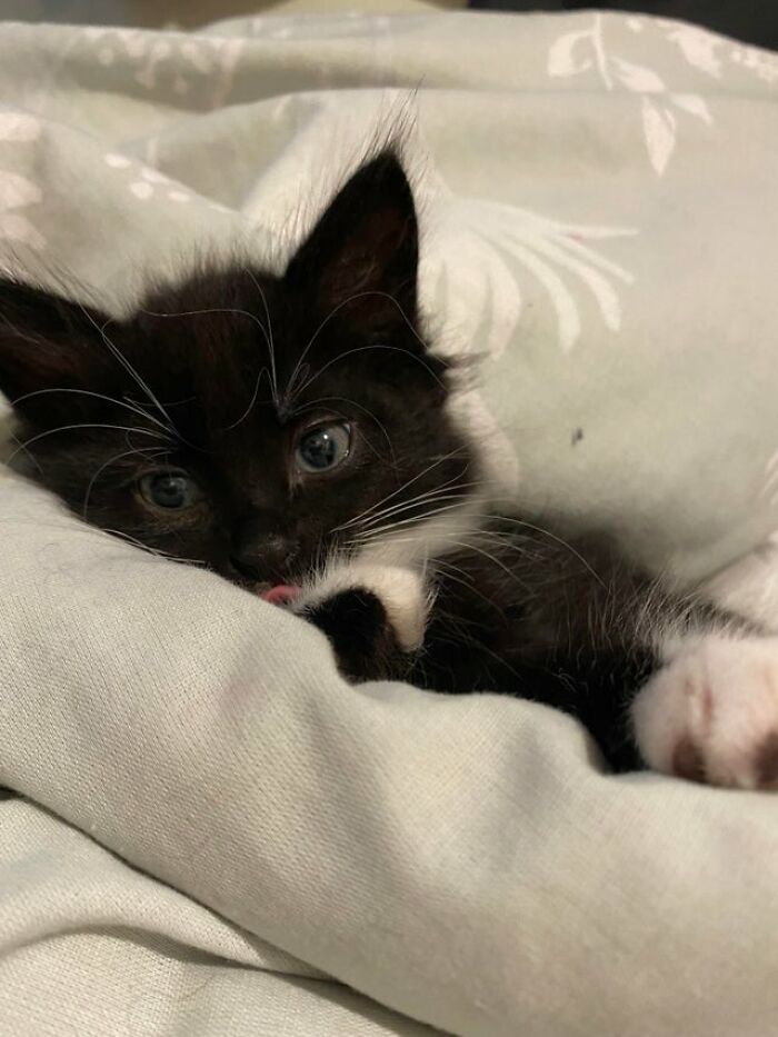 Una pequeña lengua de una pequeña señorita