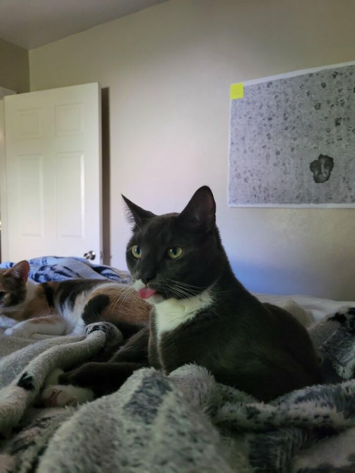 Hoy, pasé 5 minutos enteros riéndome de este blep