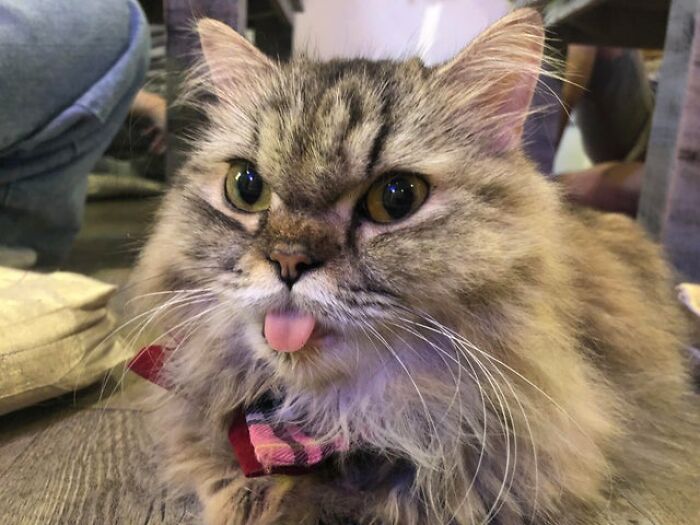 Hoy fui a una cafetería y este amiguito me sacó la lengua todo el tiempo