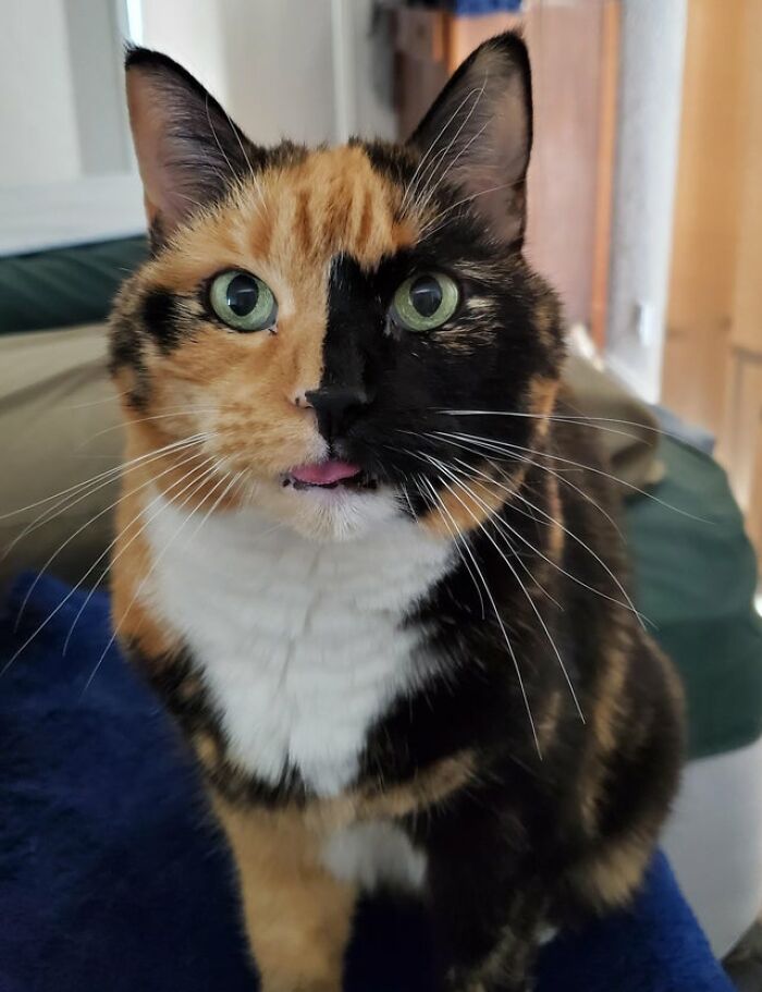 Saca la lengua si eres adorable y lo sabes
