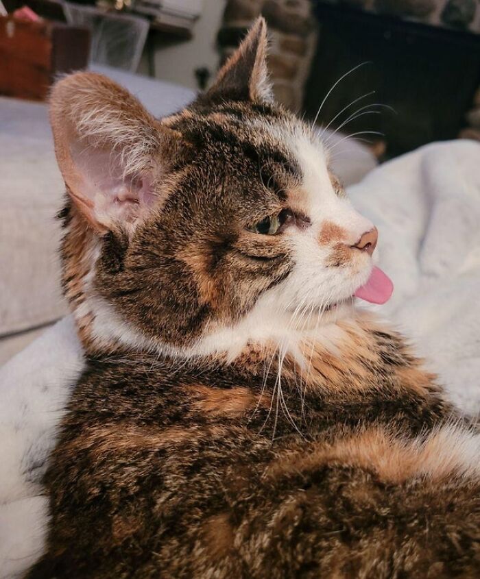Una dulce viejita, llamada Patches, que saca la lengua
