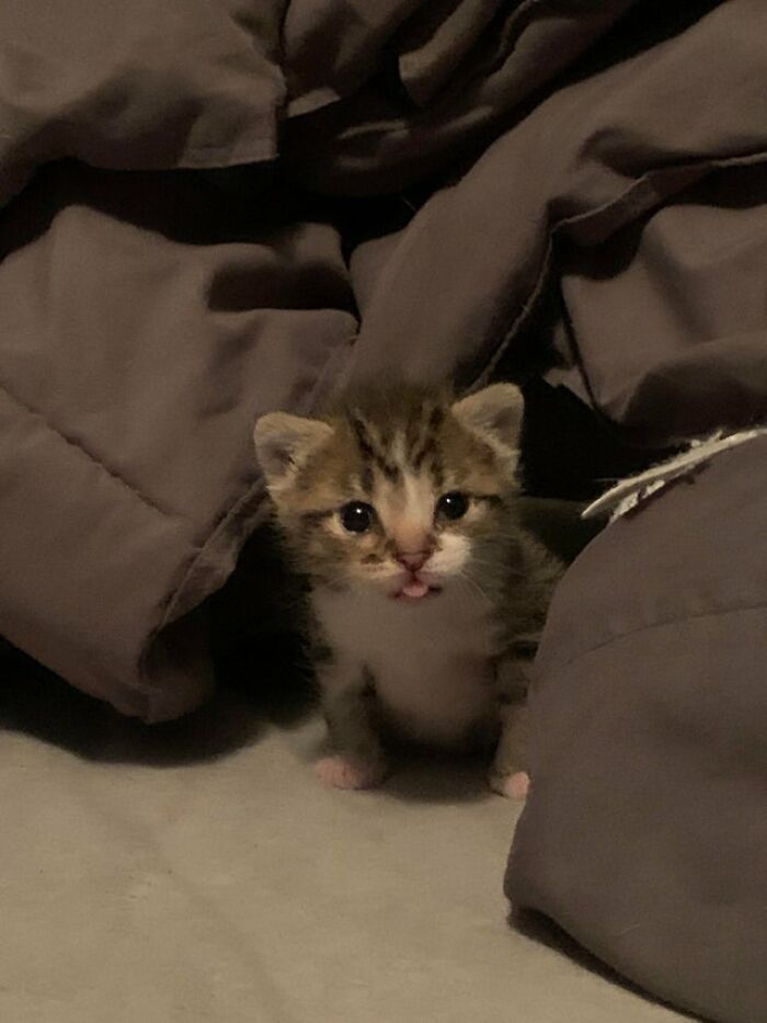 Un pequeño blep