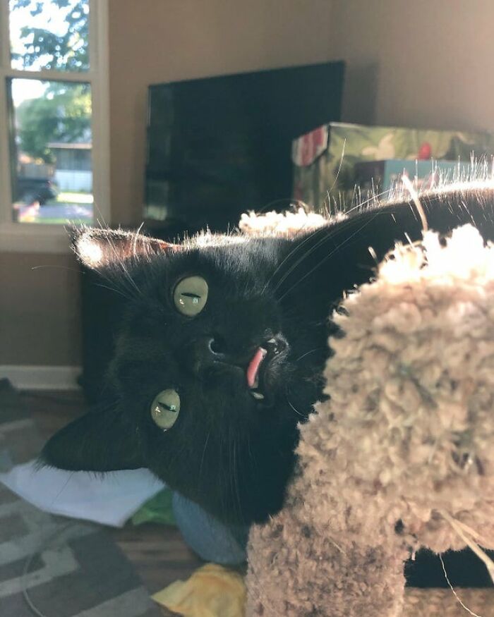 Nada que ver aquí… solo un blep