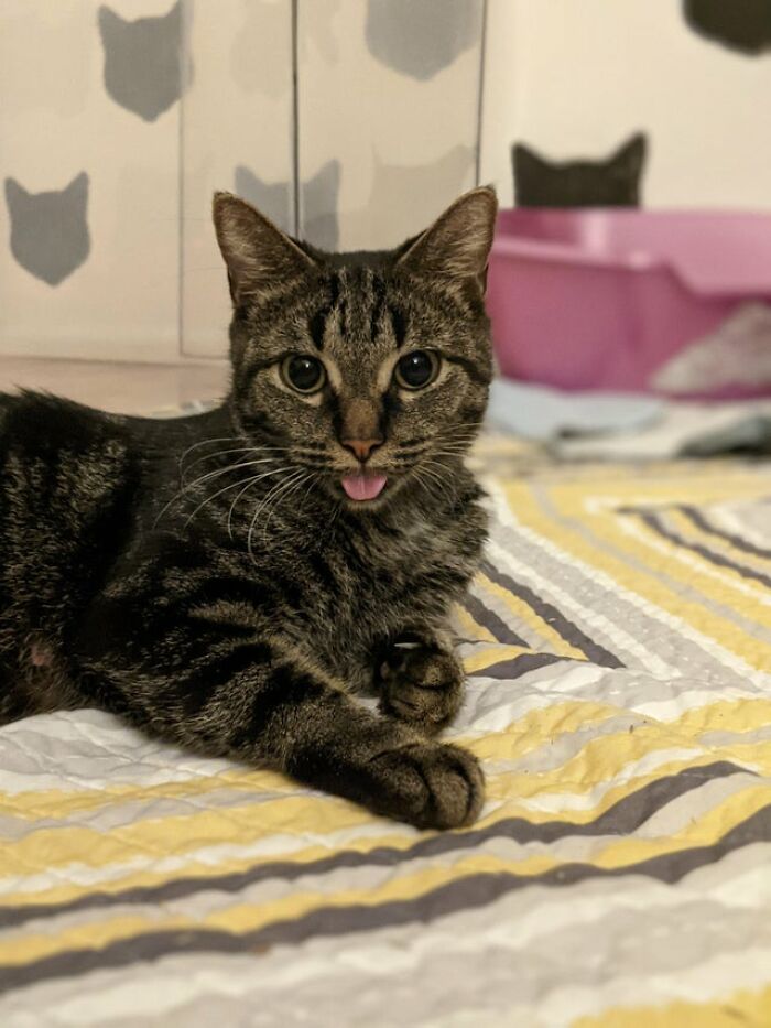 Sophie-Anne sacando la lengua debido al catnip