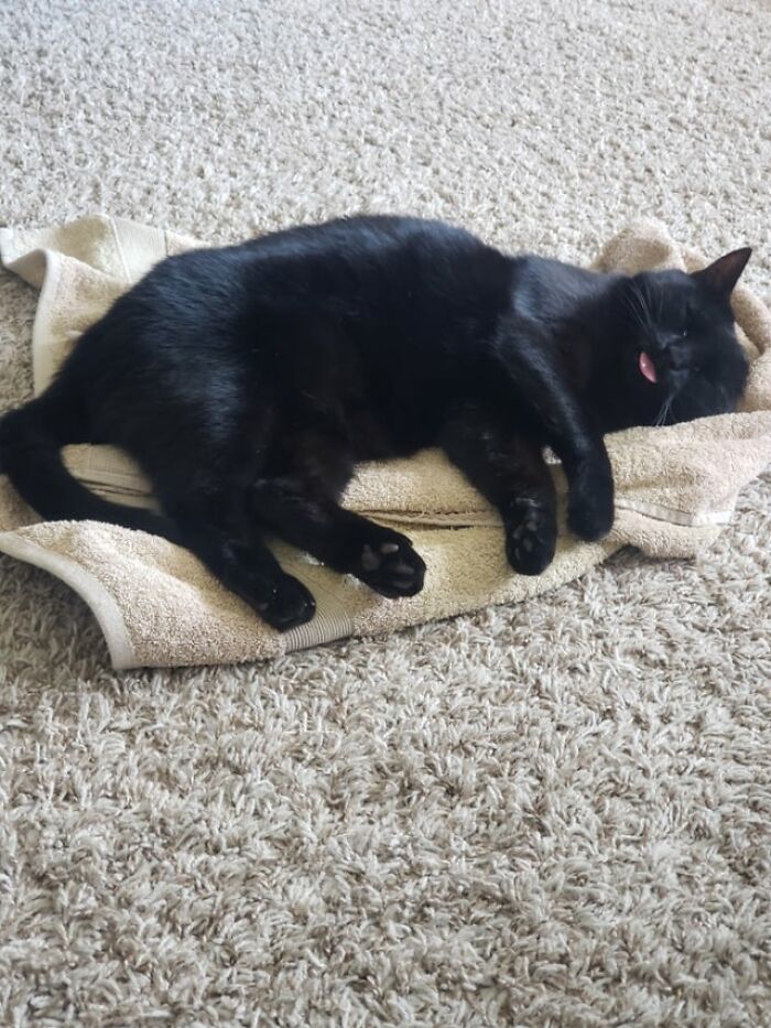 ¡Un blep de satisfacción! Me dijeron que esto merecía estar en el subreddit, así que aquí les dejo a Maryjane con su toalla❤